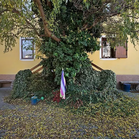 Da Roby - Carolina *